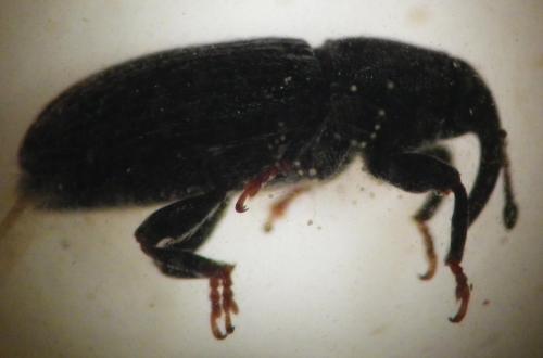 Réf. 255 496 : Mecinus pyraster